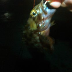 浜名湖 ライトゲーム