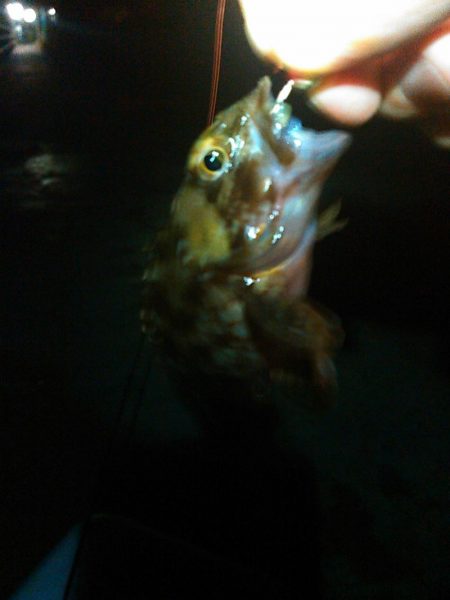 浜名湖 ライトゲーム