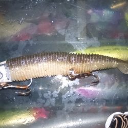 雨風が強い予報だったので太刀魚釣りに変更