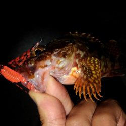 ロックフィッシュ