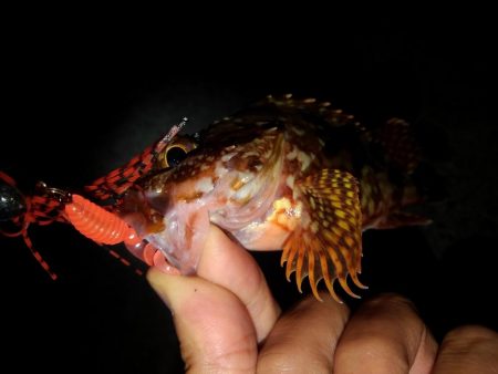 ロックフィッシュ