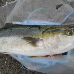 初めてのブリ娘:1メートル超え