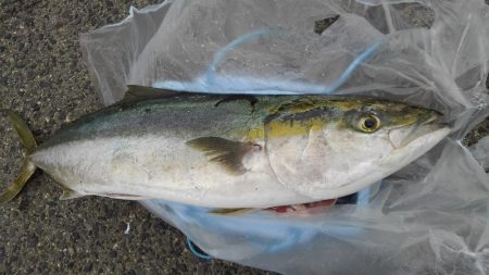 初めてのブリ娘:1メートル超え