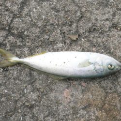 波止は風が強い