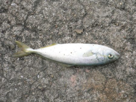 波止は風が強い