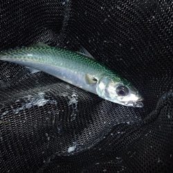 暗くなり始めると気配が急上昇!