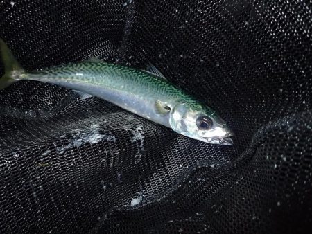 暗くなり始めると気配が急上昇!