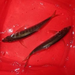 最後の1投が数投続く・・・(笑)