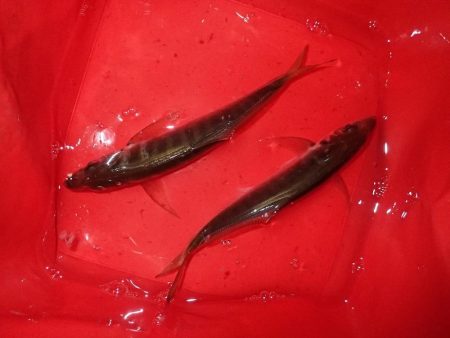 最後の1投が数投続く・・・(笑)