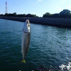 豆アジと小サバにガシラも釣れる。