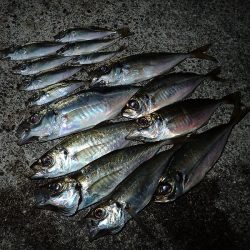 湾内の豆と沖向き良型!