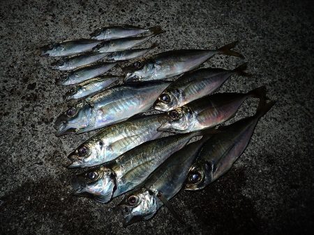 湾内の豆と沖向き良型!