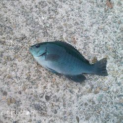 グレ狙い&アナゴ釣り