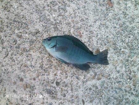 グレ狙い&アナゴ釣り