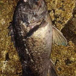 地磯でショアジギ