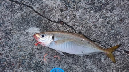 ムコイチ釣行で良型シーバス♪