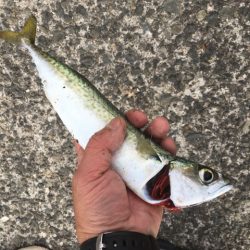 泉南の戻りアジ終了、豆アジだらけ