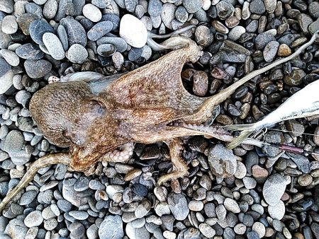 アオリイカは、釣れませんでしたが・・・・・