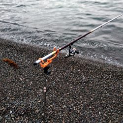 また、凧が釣れました!!