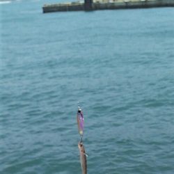 【関門海峡】シーバス調査