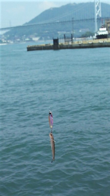 【関門海峡】シーバス調査