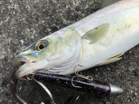 狙っていた青物！