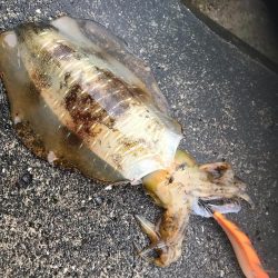 キロアップ春イカまだまだいけそうです