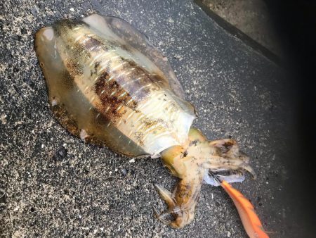 キロアップ春イカまだまだいけそうです