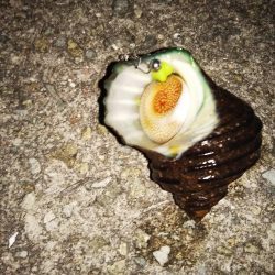 ライトゲーム、?