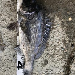 イチノ兄弟、釣果！