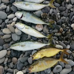 七里御浜ライトショアジギング