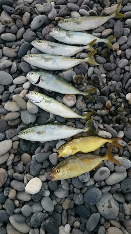 七里御浜ライトショアジギング