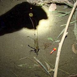 ウナギ＆テナガエビ