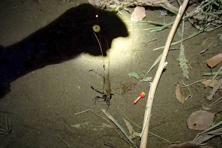 ウナギ＆テナガエビ