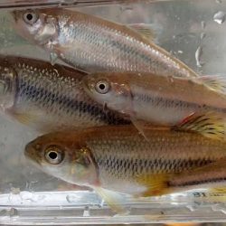 北摂 ヤリタナゴ釣り(2)