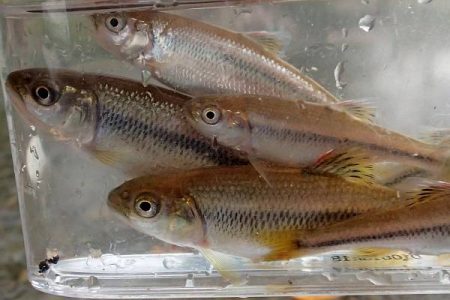 北摂 ヤリタナゴ釣り(2)