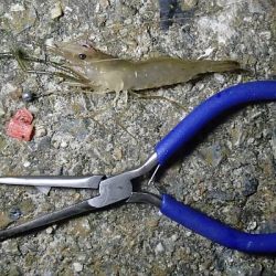 ウナギ＆手長エビ 2