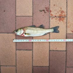 3目達成　~辰巳橋付近~