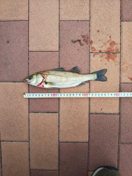 3目達成　~辰巳橋付近~