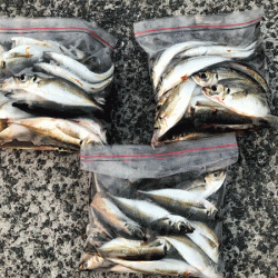 瀬戸内アジング(2019-5)