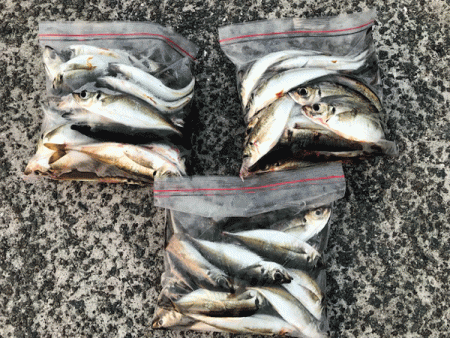 瀬戸内アジング(2019-5)