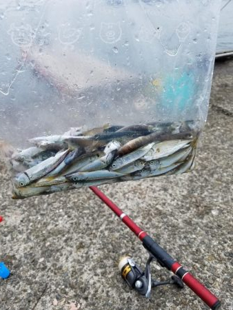 ファミリー豆アジ爆釣り