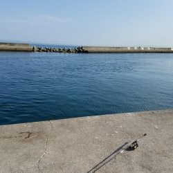 豆アジ不発！まさかのツバス！