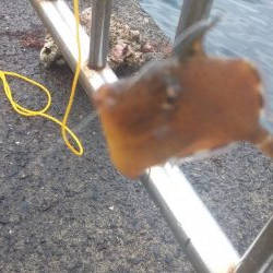 まさかのメジロ