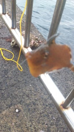 まさかのメジロ