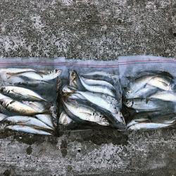 瀬戸内の島アジング(2019-7)