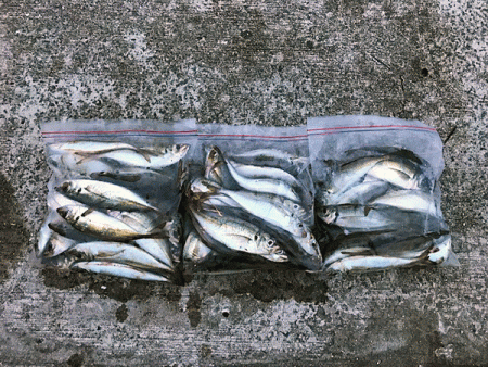 瀬戸内の島アジング(2019-7)