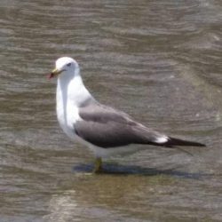 キス釣り釣行　由良川河口（左岸）