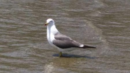 キス釣り釣行　由良川河口（左岸）