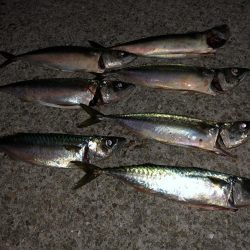 梅雨前ラスト鯖